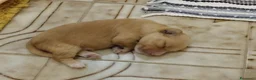 Maltipoo cani in vendita: Cucciolo Maltipoo a Libero consorzio comunale di Agrigento - Annuncio 3