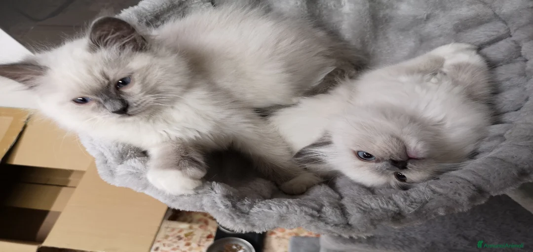 Immagine della galleria {{count}}