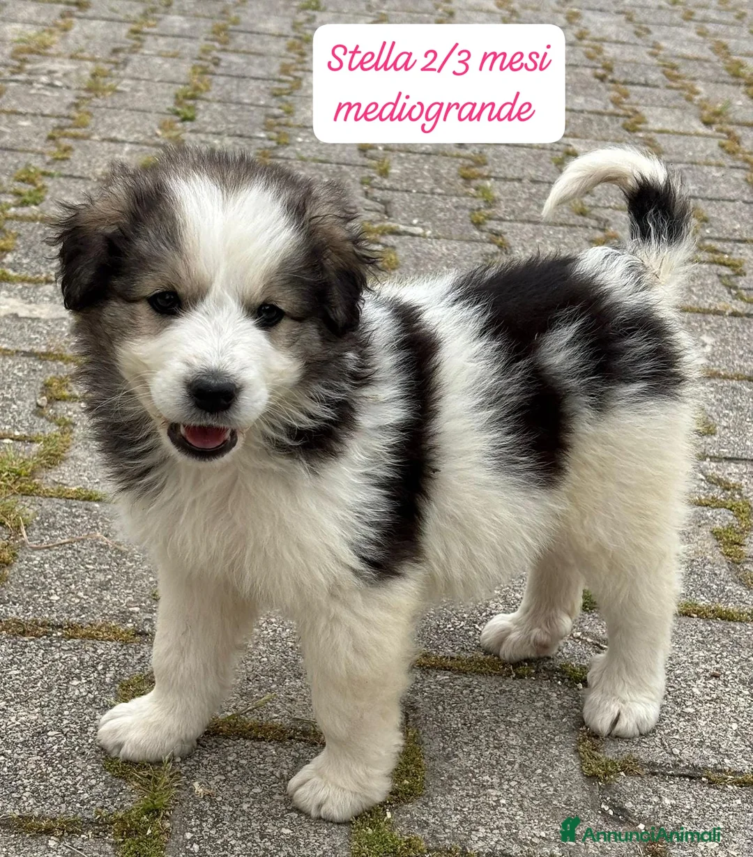 Meticcio cani in regalo: Cuccioli cercano urgentemente famiglia  a Provincia di Monza e della Brianza - Annuncio 1