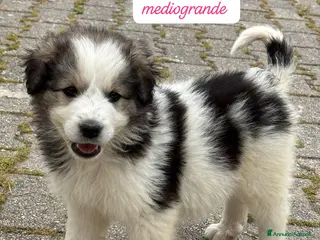 Meticcio cani Cuccioli cercano urgentemente famiglia - Annuncio 8