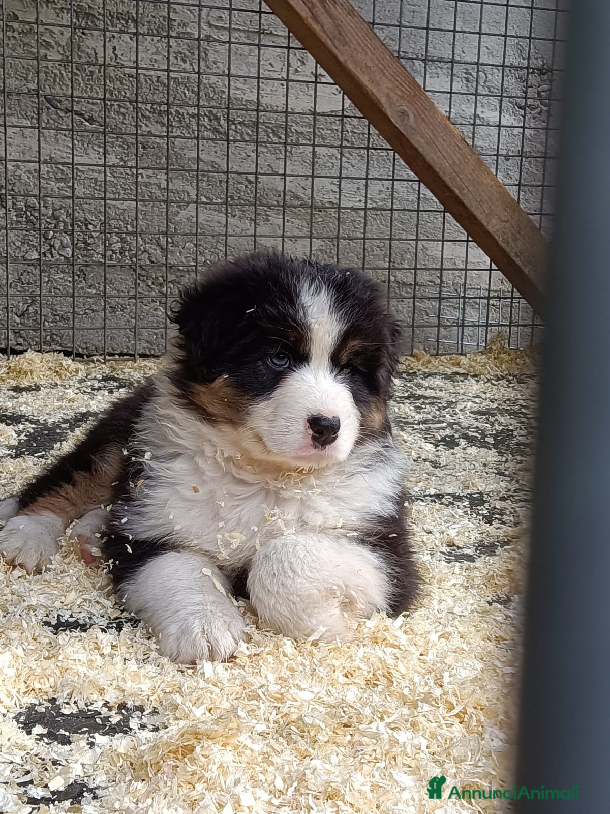 Australian Shepherd cani in vendita: Cucciole blacktricolor nbt - Annuncio 5