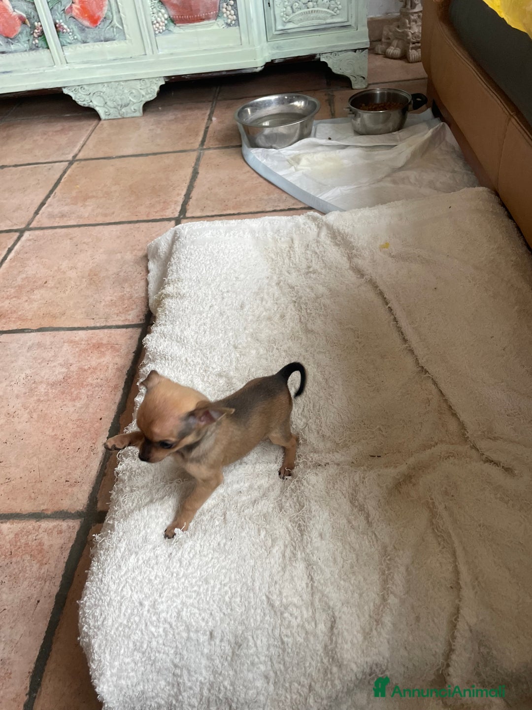 Chihuahua cani in vendita: Chihuahua purissima femmina due mesi e mezzo - Annuncio 4