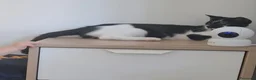 Altre razze gatti in regalo: Gatto in regalo a Provincia di Como - Annuncio 4