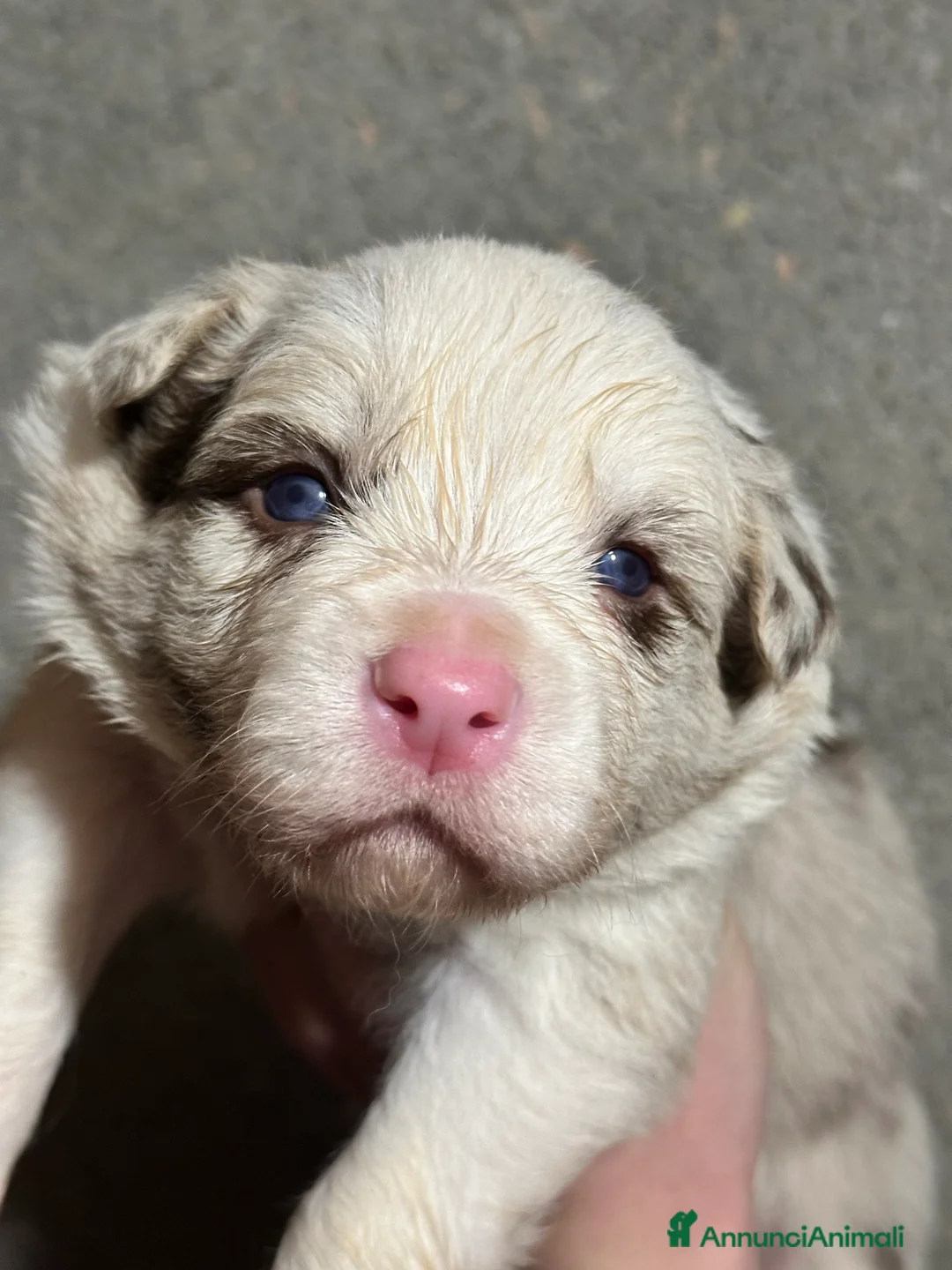 Border Collie cani in vendita: Cuccioli border collie  - Annuncio 4