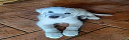 Pastore Abbruzzese Maremmano cani in vendita: Pastore Maremmano Abruzzese | Cucciolo maschio - Annuncio 3