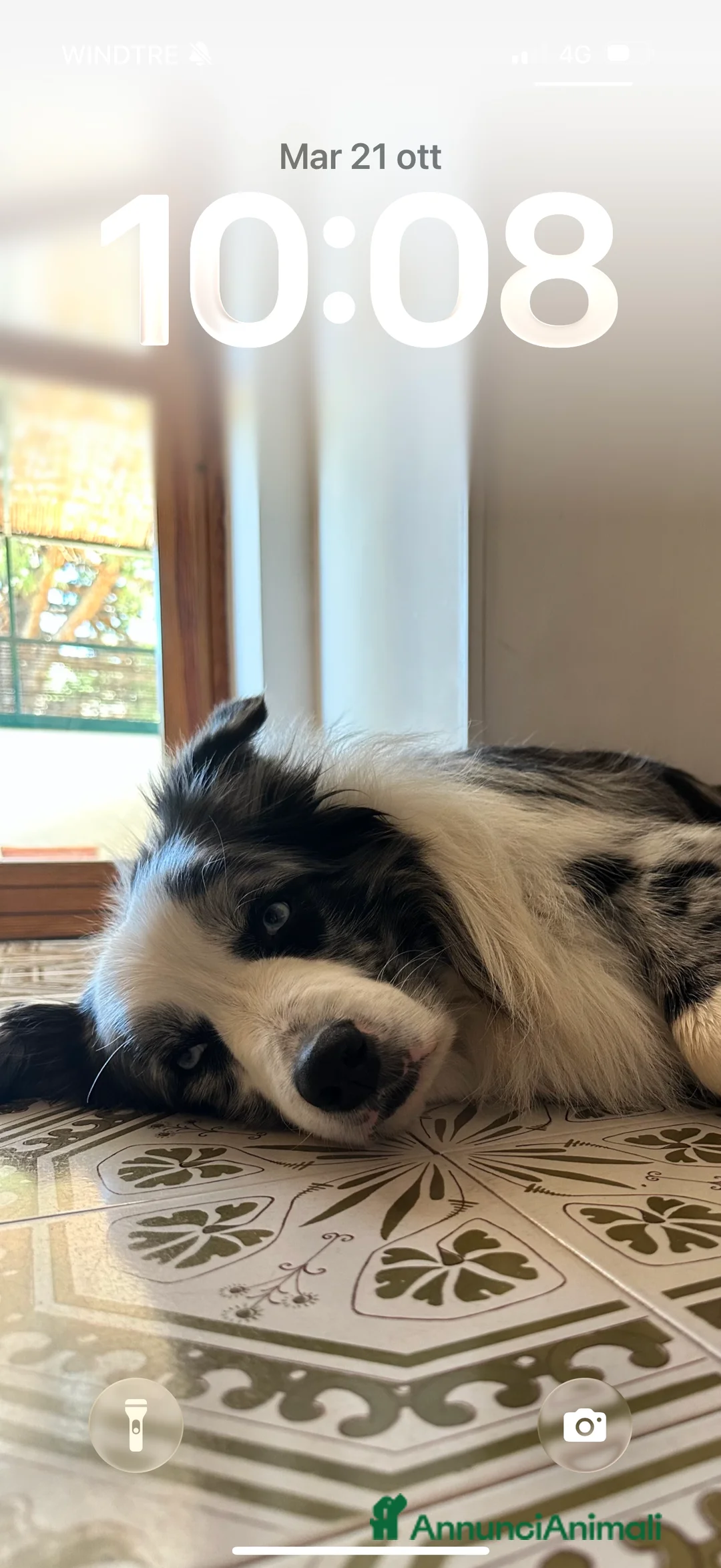 Border Collie cani per accoppiamento: Border Collie blue merle per monta - Annuncio 3