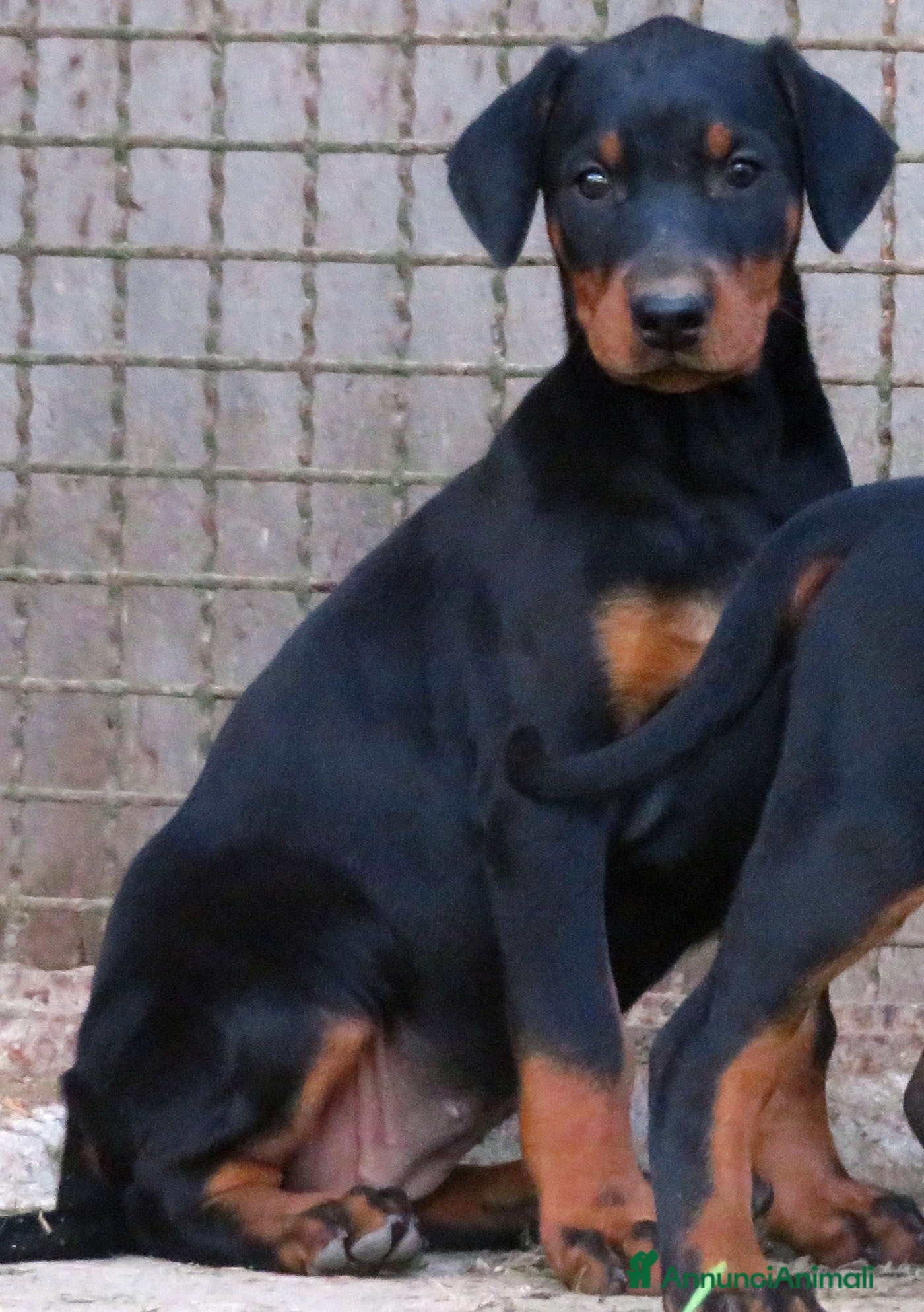 Dobermann cani Dobermann cuccioli - Annuncio 2