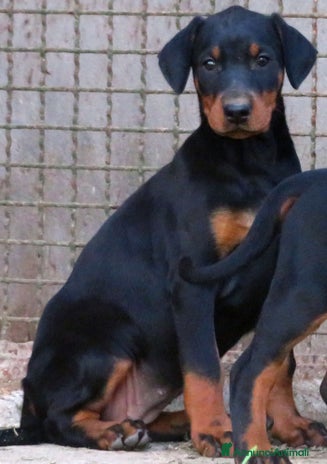Dobermann cani Dobermann cuccioli - Annuncio 3