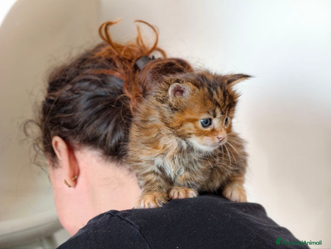 Maine Coon gatti in vendita: Cucciola tortie Maine coon  - Annuncio 5