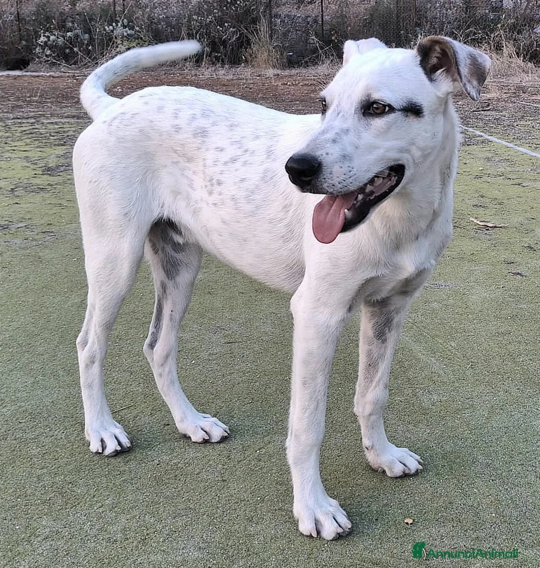 Meticcio cani in regalo: Blues 5 mesi taglia media grande  - Annuncio 2