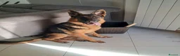 Pastore Tedesco cani in vendita: Yamaha pastore femmina a Provincia del Verbano-Cusio-Ossola - Annuncio 2