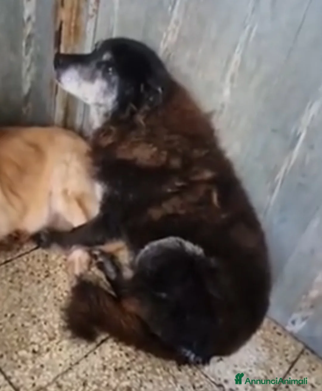 Meticcio cani in regalo: Skizzo 10anni TOGLIAMOLO DAL CANILE!! PUGLIA SOS - Annuncio 7