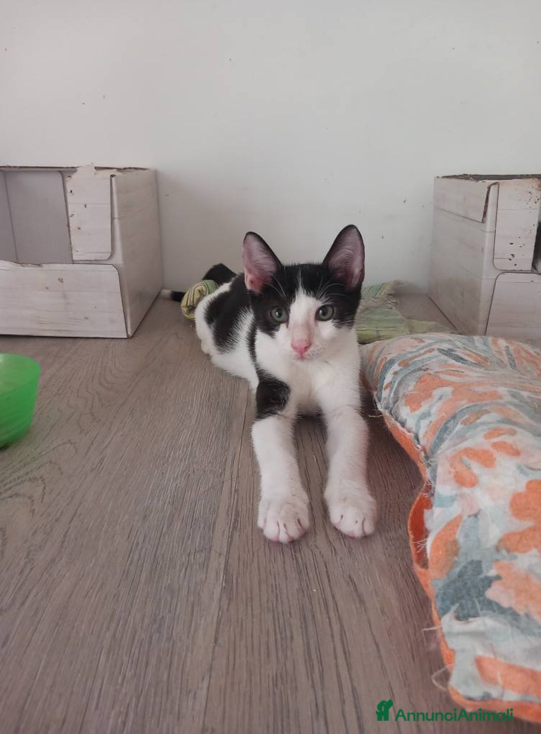 Europeo gatti in regalo: Dolce micino da adottare, LUPIN! - Annuncio 7