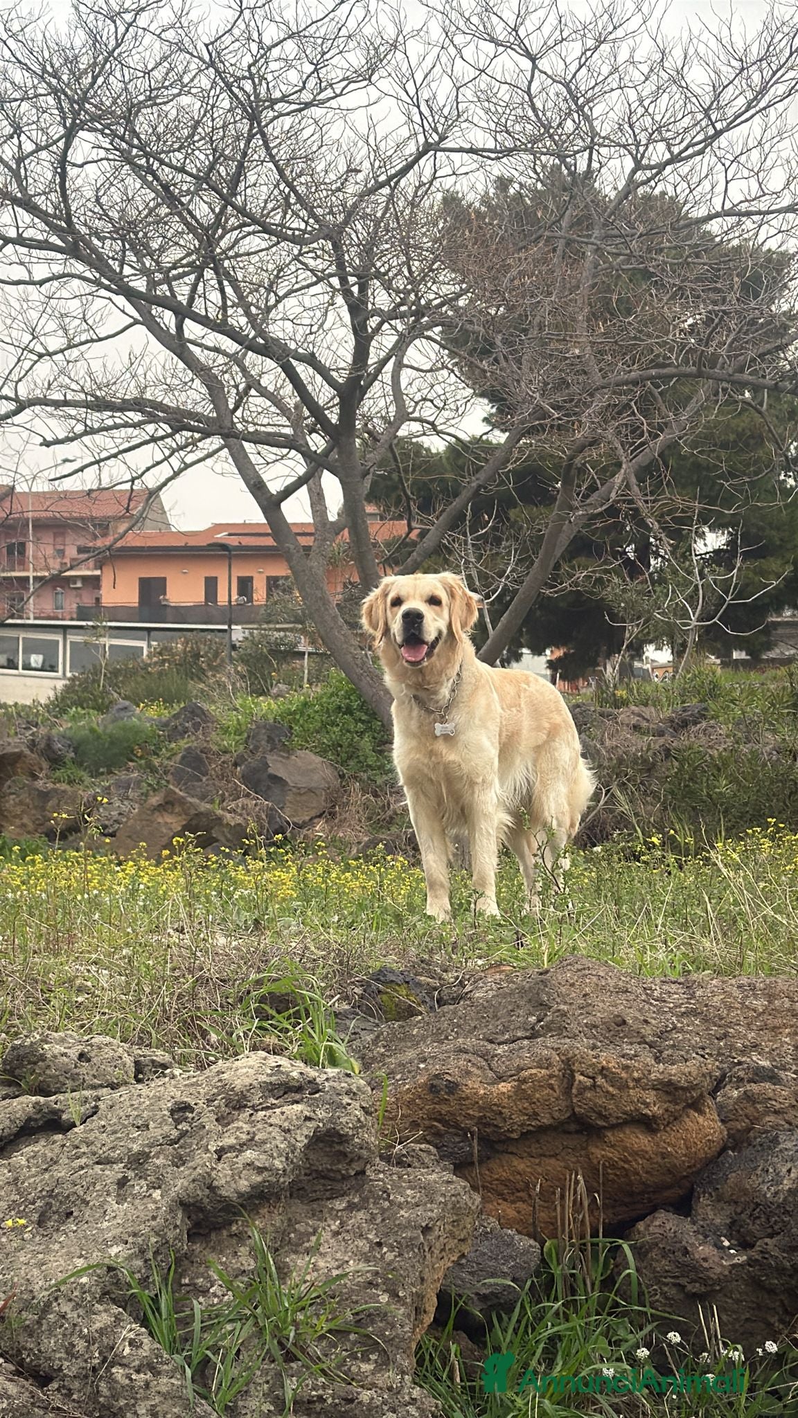 Golden Retriever cani Cuccioli golden line inglese  - Annuncio 1