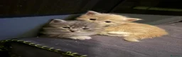 Siberiano gatti in vendita: Cuccioli - gattini Siberiani - Annuncio 9