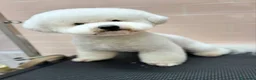 Bichon cani per accoppiamento: Bichon Frise maschio accoppiamento con pedigree  - Annuncio 2