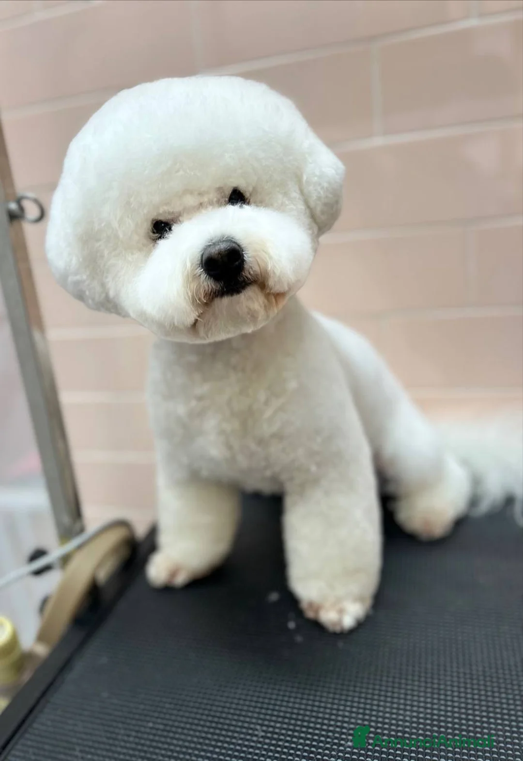 Bichon cani per accoppiamento: Bichon Frise maschio accoppiamento con pedigree  - Annuncio 2