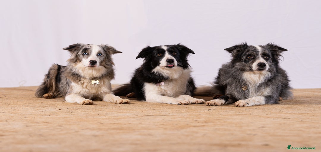 Immagine della galleria {{count}}