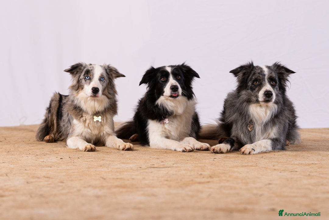 Immagine della galleria {{count}}