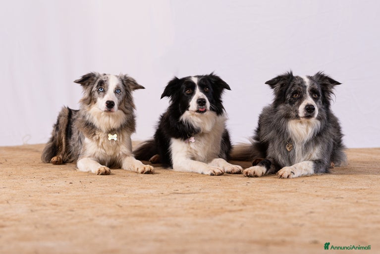 Immagine della galleria {{count}}