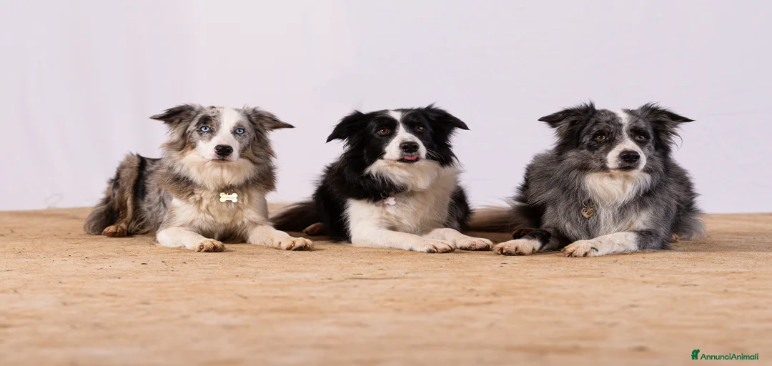 Immagine della galleria {{count}}