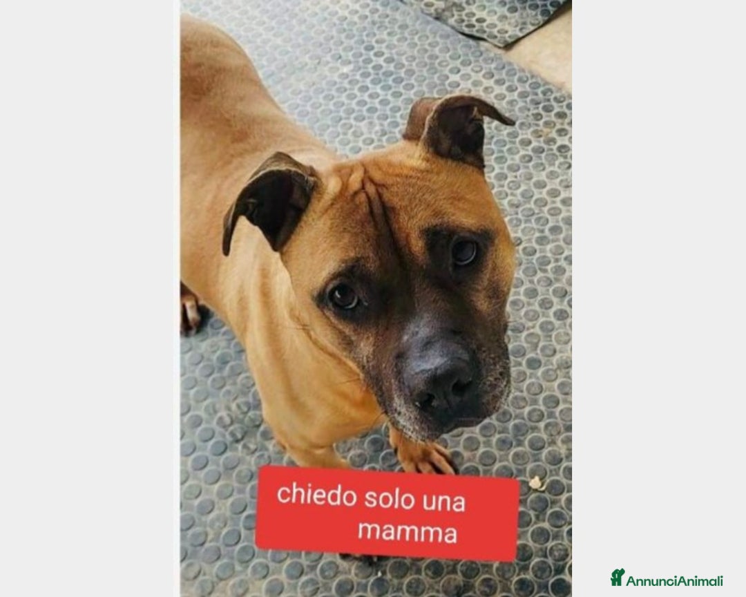 Pitbull cani in regalo: Pitbull adulto triste cerca 1casa xsempre ALESSAND a Alessandria - Annuncio 1