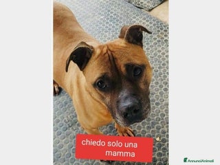 Pitbull cani Pitbull adulto triste cerca 1casa xsempre ALESSAND a Alessandria - Annuncio 3