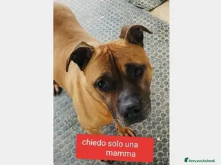 Pitbull cani Pitbull adulto triste cerca 1casa xsempre ALESSAND a Alessandria - Annuncio 4