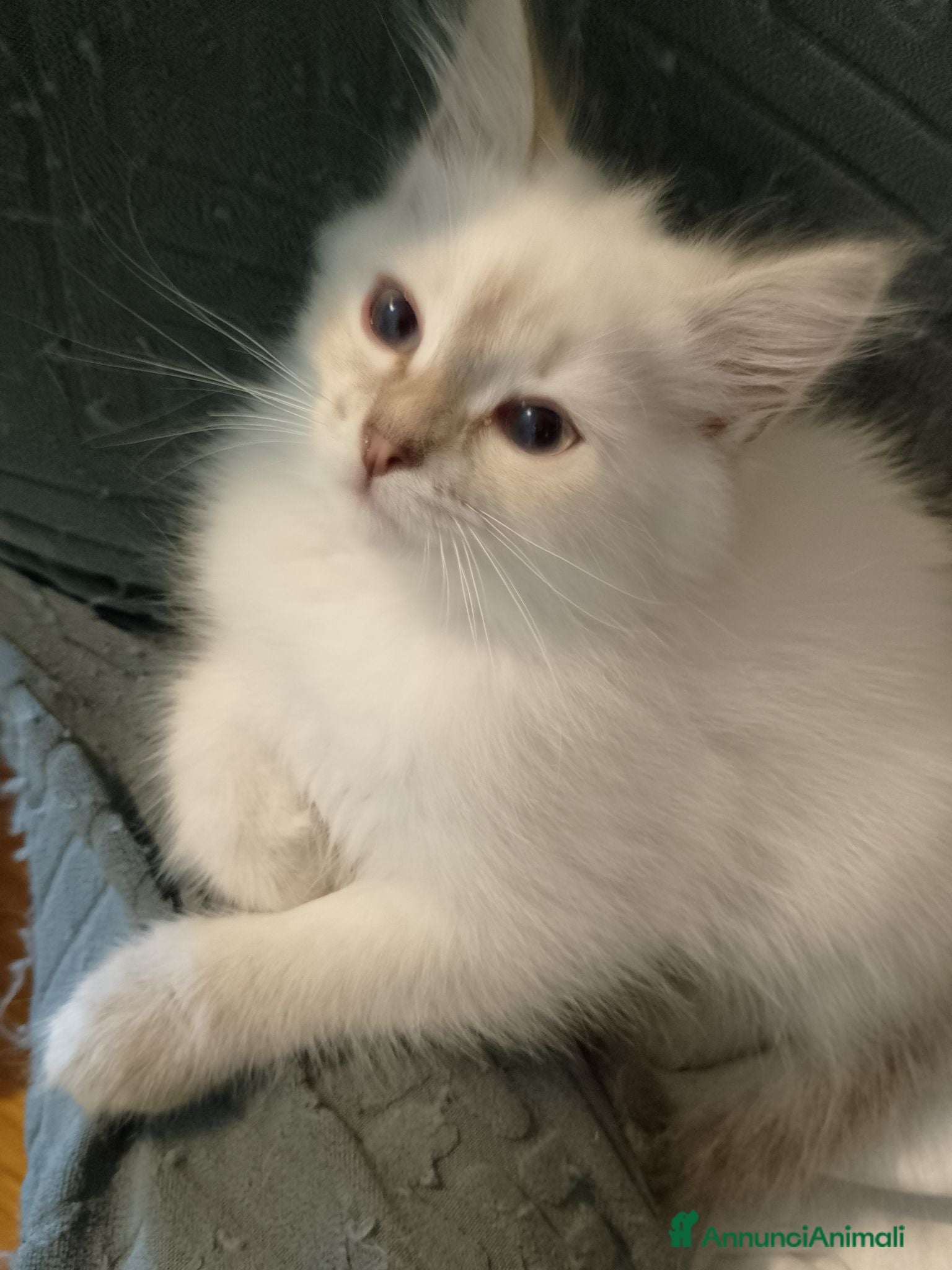 Siberiano gatti Cuccioli di Siberiano Neva Masquerade  - Annuncio 2