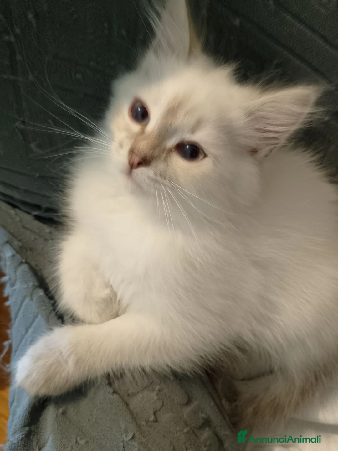 Siberiano gatti in vendita: Cuccioli di Siberiano Neva Masquerade  a Provincia di Macerata - Annuncio 2