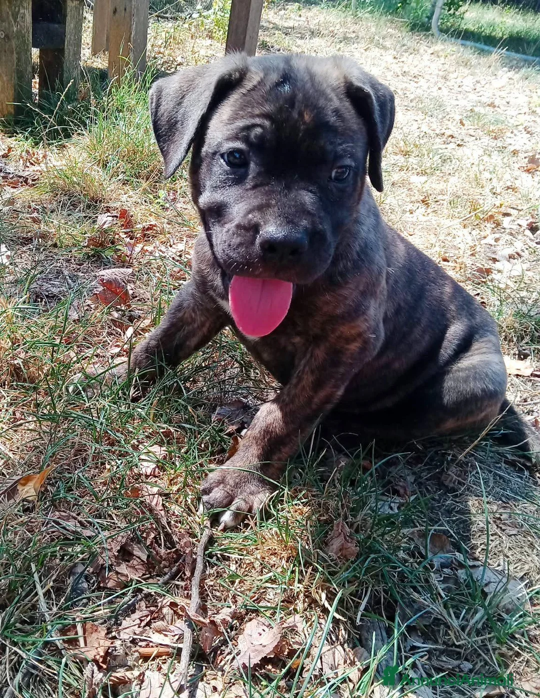 Cane Corso cani in vendita: Cuccioli di Cane Corso - Annuncio 2
