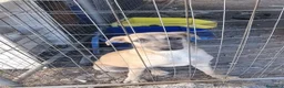 Meticcio cani in regalo: Cuccioli in Adozione  - Annuncio 4