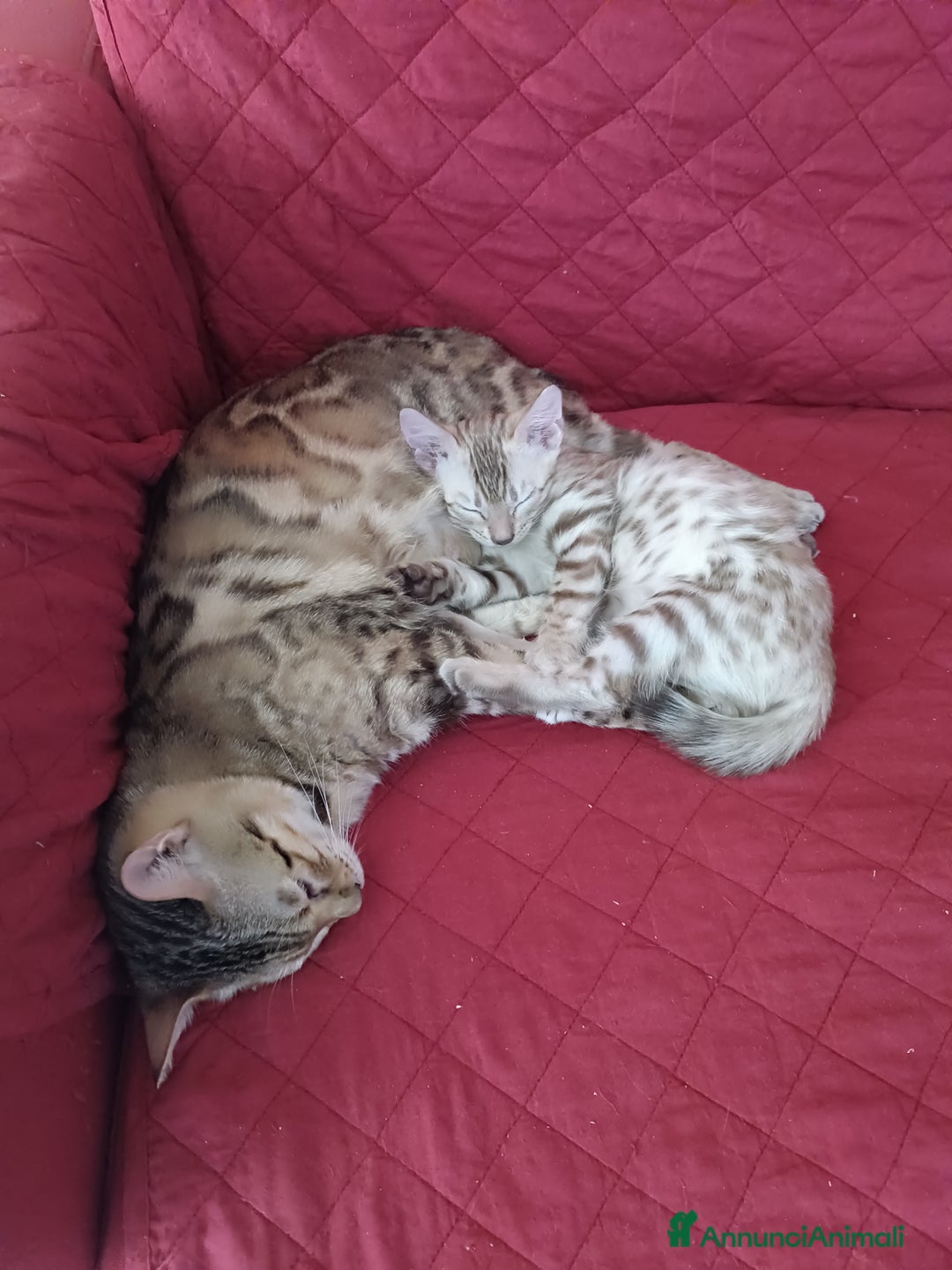 Bengala gatti in vendita: Cuccioli di Bengal in standard Snow Mink  - Annuncio 5