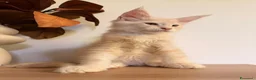 Maine Coon gatti in vendita: Allevamento Maine Coon Misty Woods - Annuncio 11
