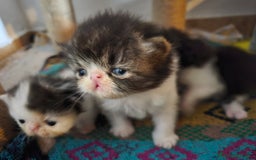 Persiano gatti in vendita: Meravigliosi Persiani - Immagine 14