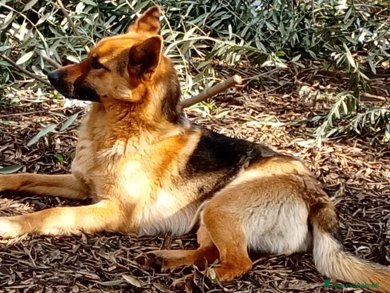 Pastore Tedesco cani Rex, pastorello in miniatura - Annuncio 1