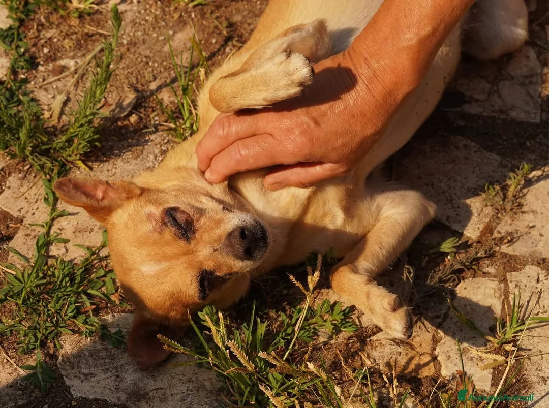 Altre razze gatti in regalo: Nocciola, derivato pinscher detto pierrot - Annuncio 8