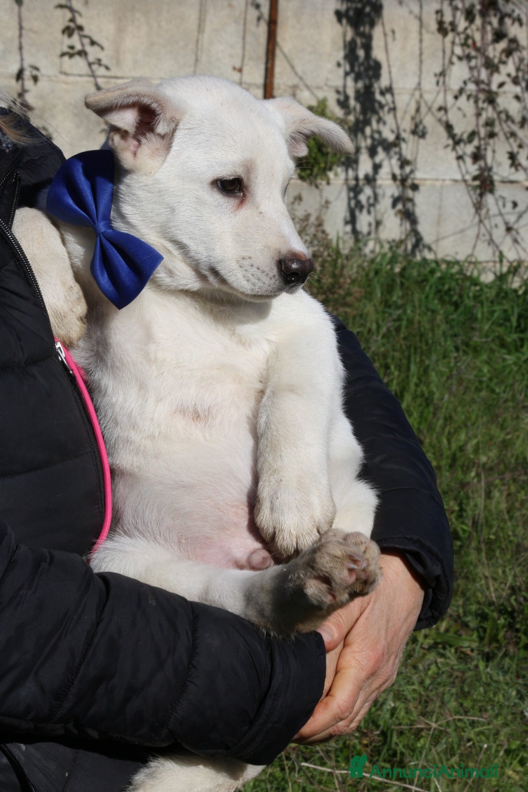 Meticcio cani in regalo: Mario mix akita in adozione  - Annuncio 3