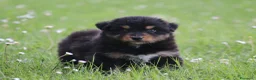 Australian Shepherd cani in vendita: Cucciolini di Australian Shepherd- Cucciolata Enya - Annuncio 10