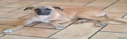 Meticcio cani in regalo: MOLLY  - Annuncio 1