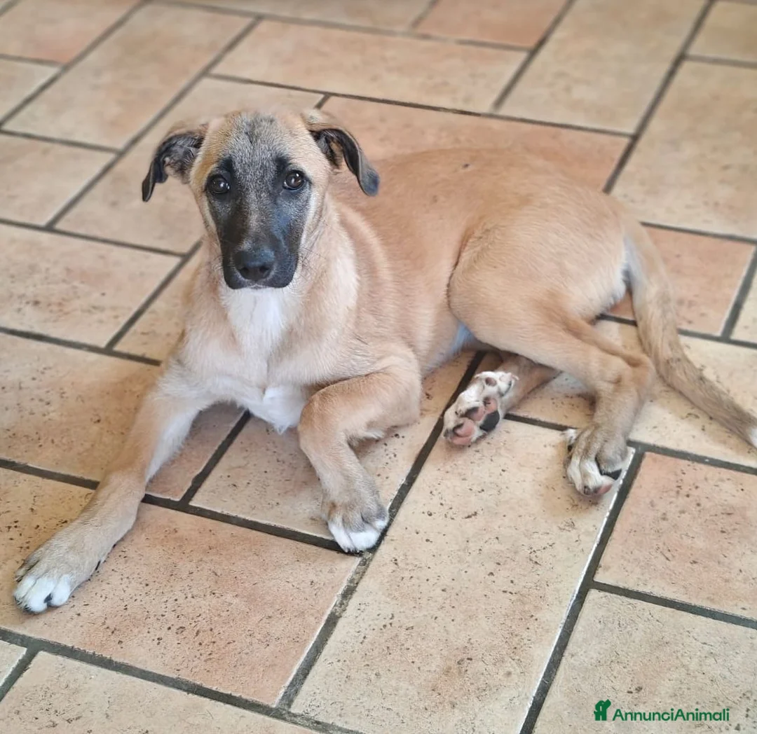 Meticcio cani in regalo: MOLLY  - Annuncio 1