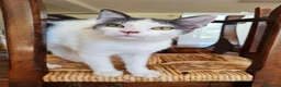 Europeo gatti in regalo: Gattino maschio 4 mesi buonissimo  - Annuncio 2