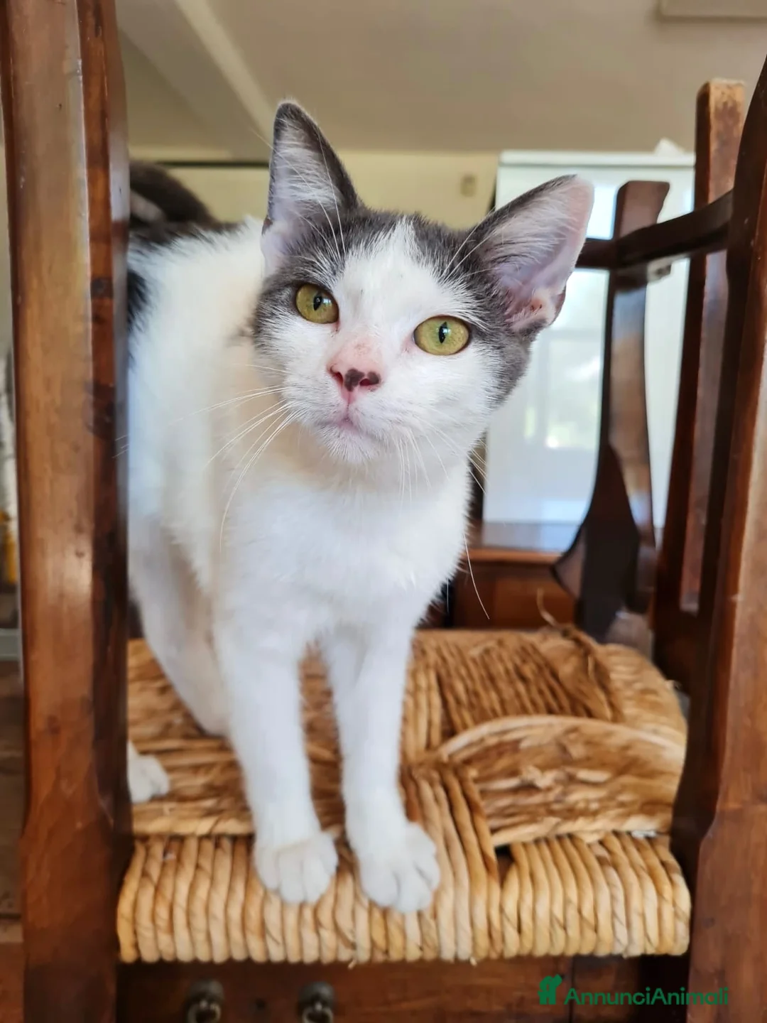 Europeo gatti in regalo: Gattino maschio 4 mesi buonissimo  - Annuncio 2