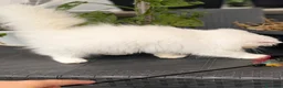 Persiano gatti in vendita: Gatti Persiani enExotic cuccioli  - Annuncio 6