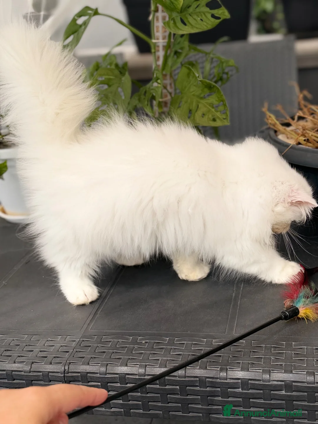 Persiano gatti in vendita: Gatti Persiani enExotic cuccioli  - Annuncio 6