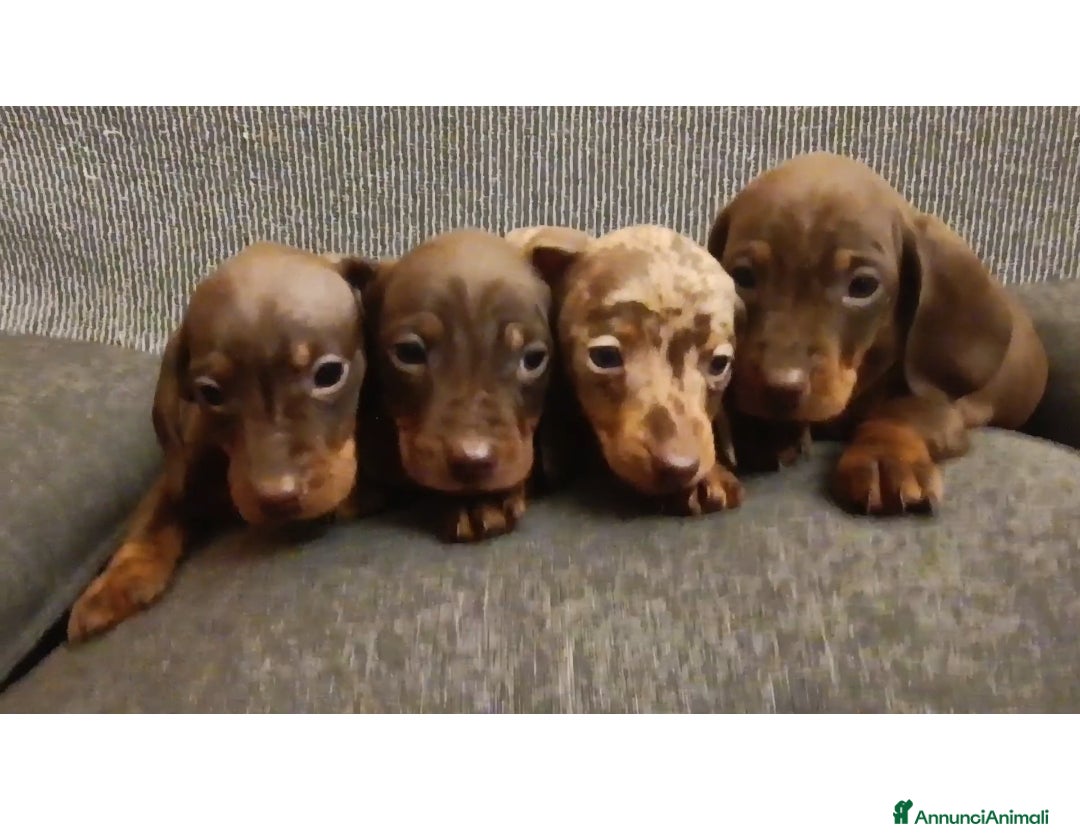 Bassotto cani Maschietti di bassotto Pedigree Enci disponibili  - Annuncio 1