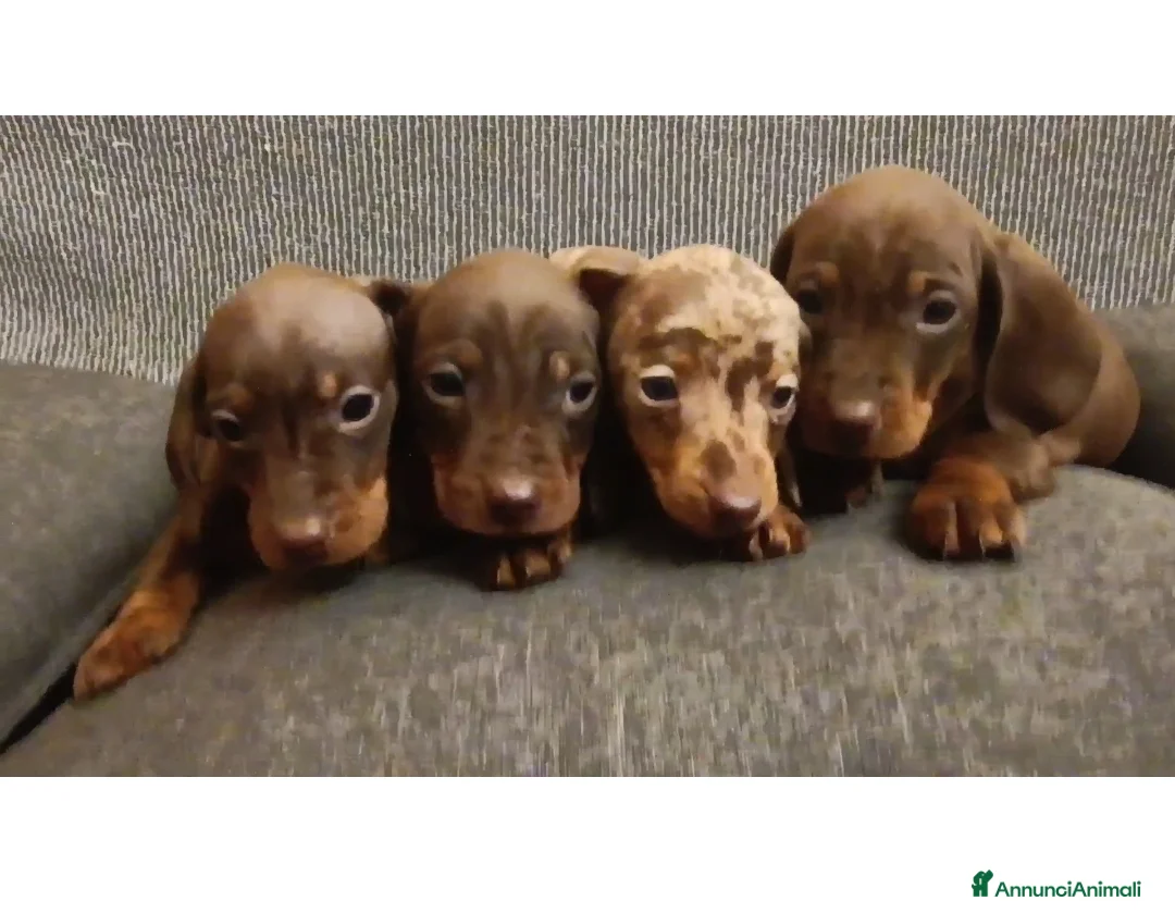 Bassotto cani in vendita: Maschietti di bassotto Pedigree Enci disponibili  - Annuncio 1