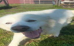 Pastore Maremmano cani in regalo: Vittoria dolcissima maremmana in adozione a Provincia di Latina - Immagine 2