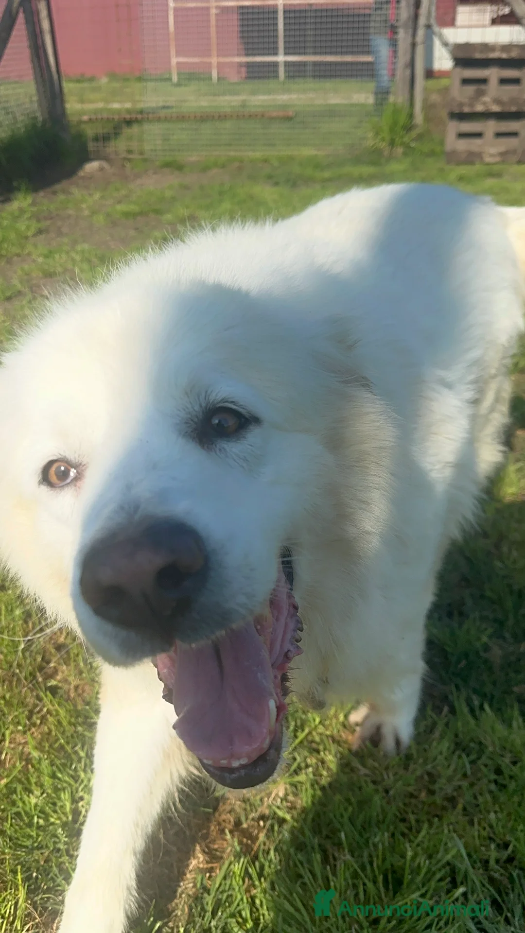 Pastore Maremmano cani in regalo: Vittoria dolcissima maremmana in adozione a Provincia di Latina - Annuncio 2