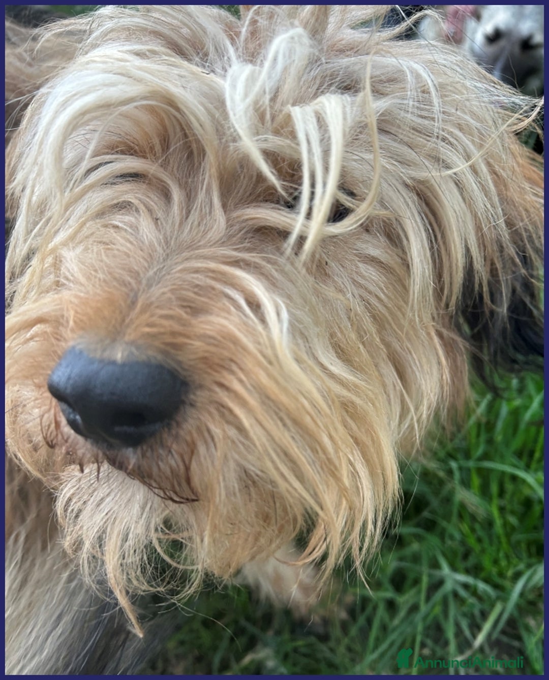 Spinone cani in regalo: FANGO DOLCE SPINONCELLO 2-3 ANNI SOGNA LA GIOIA DI a Città metropolitana di Milano - Annuncio 12